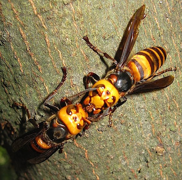 japanese hornets in georgia