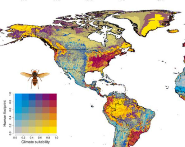 Asian Giant Hornet Us Map