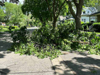 A large branch across the northbound lane of Haddow Avenue north of Recreation Park and north of Miner Street in Arlington Heights, Wednesday, May 22, 2024 (CARDINAL NEWS)