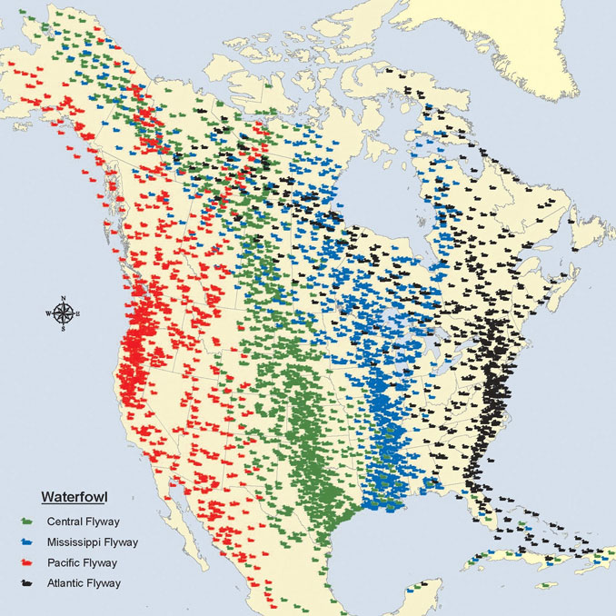 Bird Migration Map with Mississippi Flyway in blue (SOURCE: US Fish & Wildlife Service)