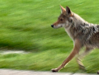 A coyote goes for a jog on the sidewalk on the west side of Belmont Avenue between Thomas Street and Olive Street near the Thomas Middle School fields Saturday, June 8, 2024