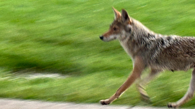 A coyote goes for a jog on the sidewalk on the west side of Belmont Avenue between Thomas Street and Olive Street near the Thomas Middle School fields Saturday, June 8, 2024