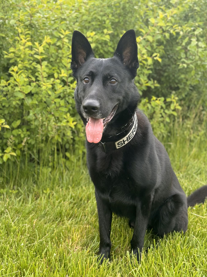 K-9 Odin (Lake County Sheriff's Office)