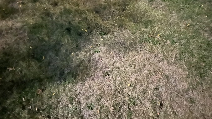 Shadow of a tree on grass caused by Moonlight on Tuesday, September 17, 2024 at about 11:15 p.m. CDT (CARDINAL NEWS)