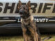 K-9 Loki (SOURCE: Lake County Sheriff's Office)