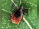 Adult female deer tick -- Ixodes scapularis (SOURCE: Scott Bauer, released by the Agricultural Research Service, the research agency of the United States Department of Agriculture/public domain).