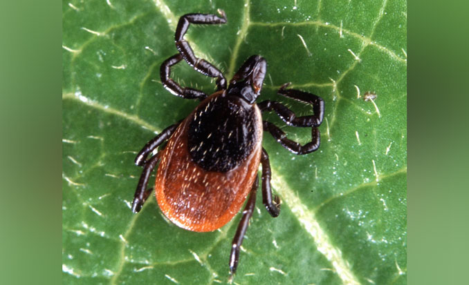 Adult female deer tick -- Ixodes scapularis (SOURCE: Scott Bauer,  released by the Agricultural Research Service, the research agency of the United States Department of Agriculture/public domain).