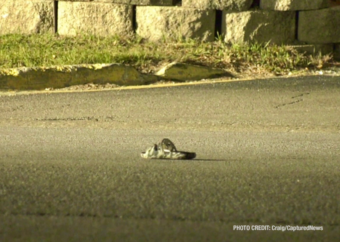 The scene after a fatal vehicle vs pedestrian crash on Friday night, October 18, 2024 (PHOTO CREDIT: Craig/CapturedNews)