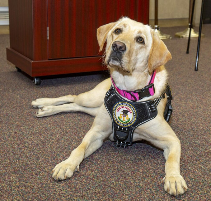 Lake County State's Attorney's Office Electronic Storage Detection (ESD) K9 Grip (SOURCE: Lake County State's Attorney's Office)