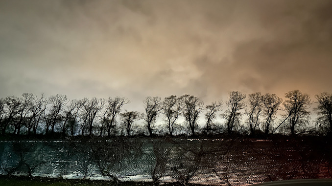 Half-dead willow trees are among the few structures that remain at the former Arlington Park property owned by the Chicago Bears Football Club (CARDINAL NEWS)