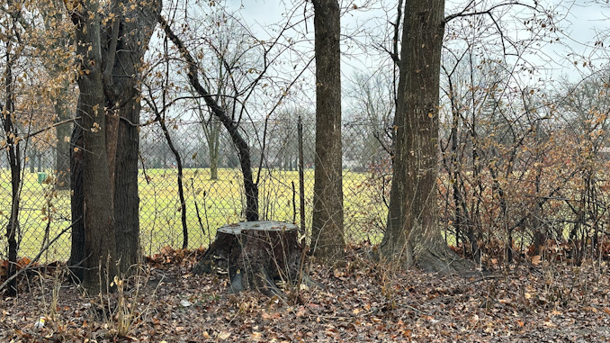 Whether by weather or by planned tree removal, significant gaps exist in the tree line between the Rolling Green golf course and the homeowners' property targeted by errant golf balls (CARDINAL NEWS)